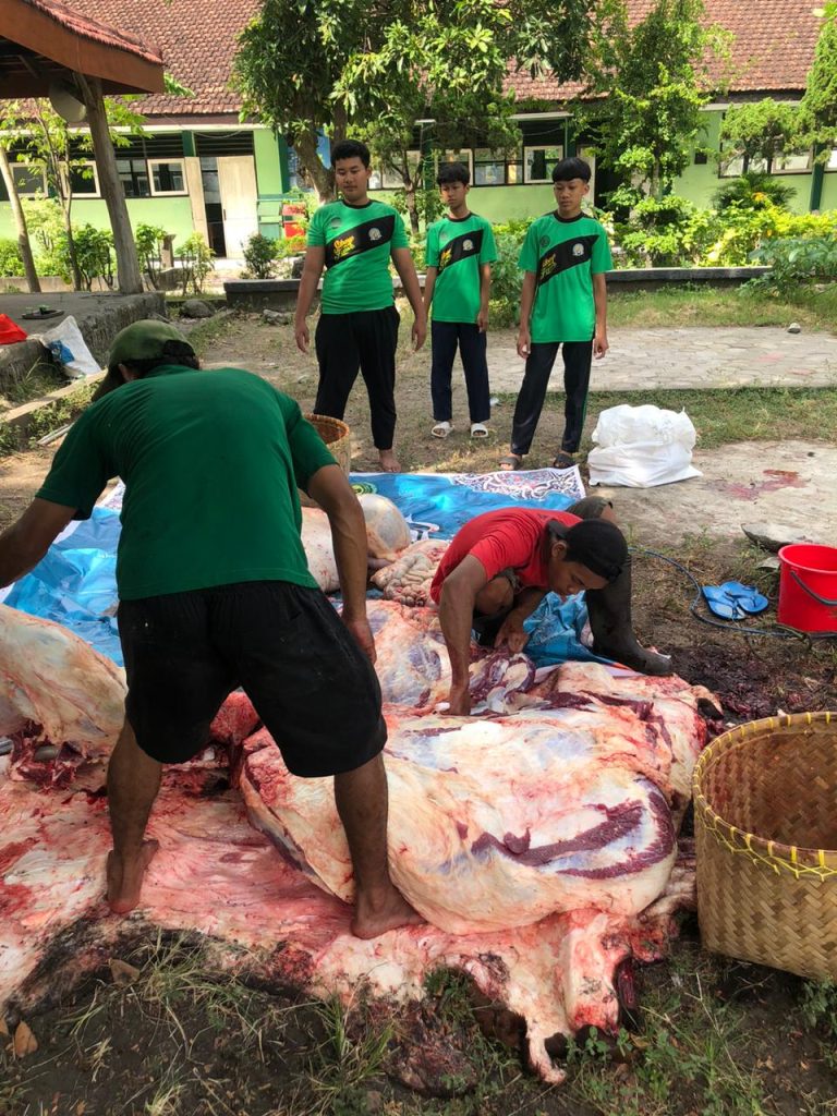 Belajar Berqurban: OSIS SMPN 1 Boyolangu Serahkan 2 Ekor Sapi untuk Dibagikan kepada Siswa